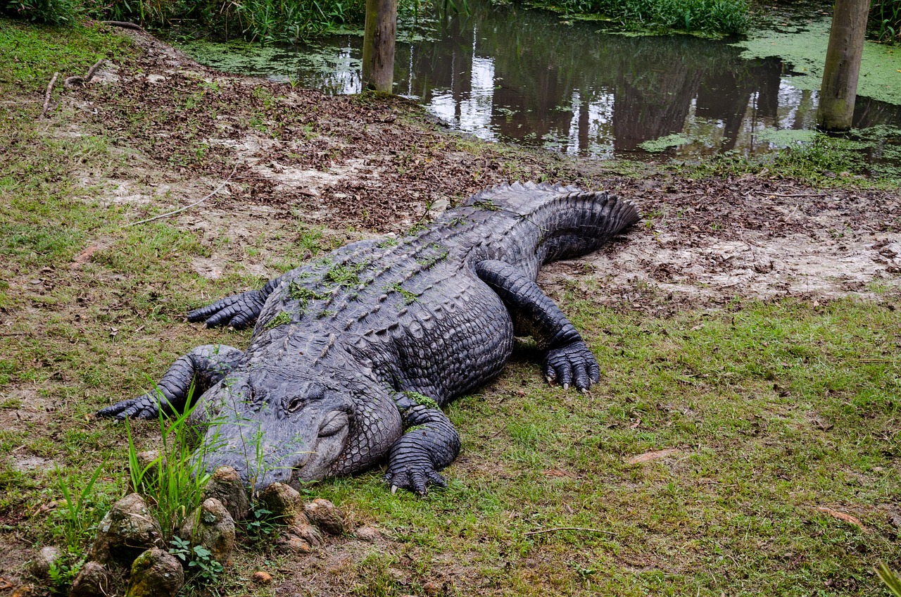 Alligator Alley Alabama Usa Free photo on Pixabay