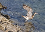 long billed curlew, bird, flying