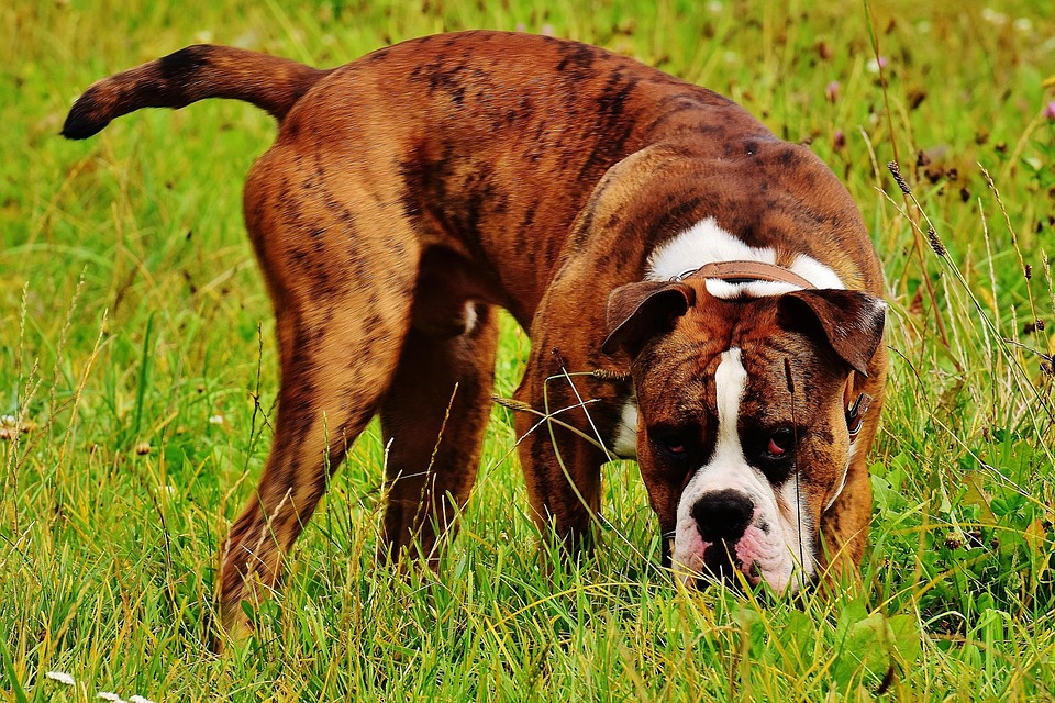 Perro Boxer Raza Animal Foto Gratis En Pixabay