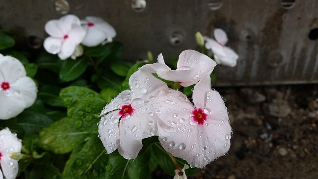 Free Flower Raindrops photo and picture