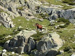 horse, rocks, high mountain