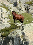 horse, rocks, pyrenees