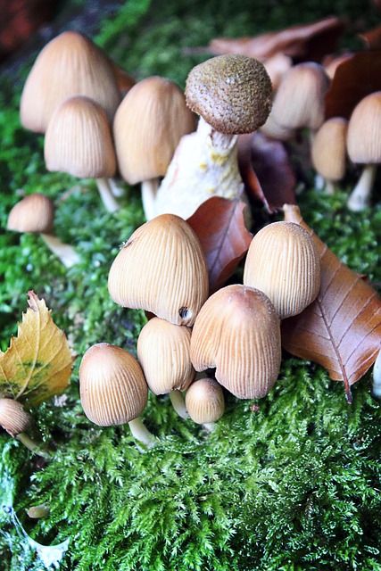 Free Mushrooms Forest photo and picture
