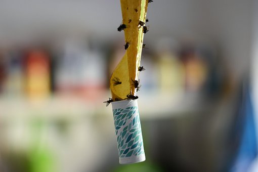 Huisvlieg, Vliegen Catcher, Insecten