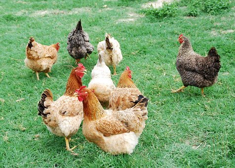 Free Hens Animals photo and picture