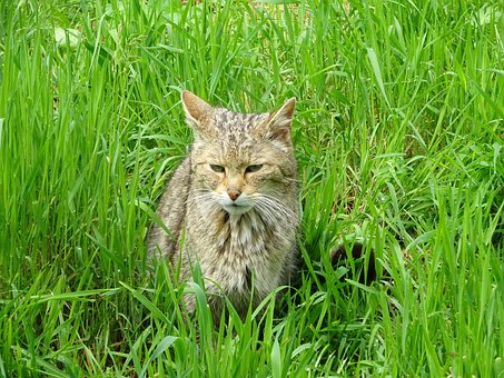 Vild Kat, Kat, Wildgehege, Dyr
