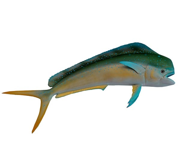 Download Dolphin Fish, Colorful, Fish. RoyaltyFree Stock Illustration