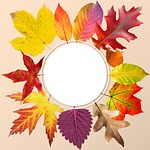 autumn, leaves, colorful
