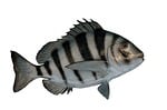 sheepshead fish, mounted, taxidermy