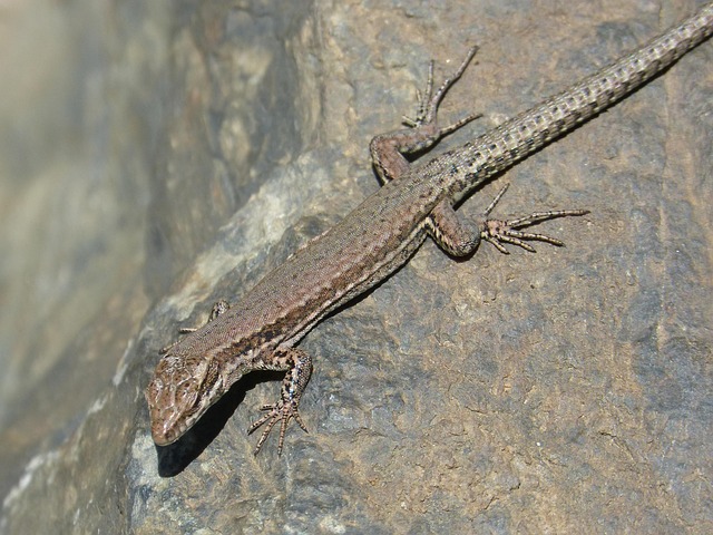 Lagartija Lagarto Roca Pirineo - Foto gratis en Pixabay - Pixabay