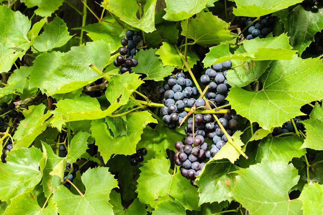 Grape Berry Nature Free photo on Pixabay Pixabay