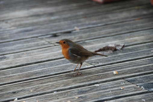 Pássaro, Inverno, Robin, Terraço