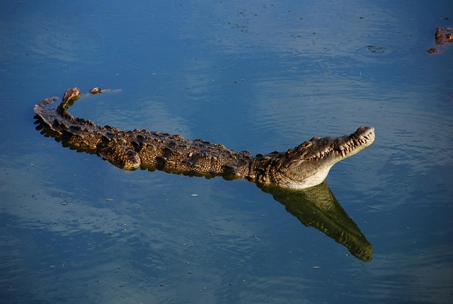 Crocodil, Faună, Aligator, Animal