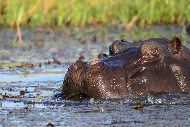 Free Hippopotamus Hippo photo and picture