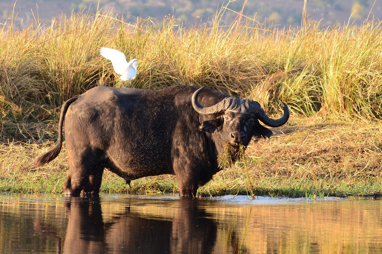 Water Buffalo - free online jigsaw puzzle photo