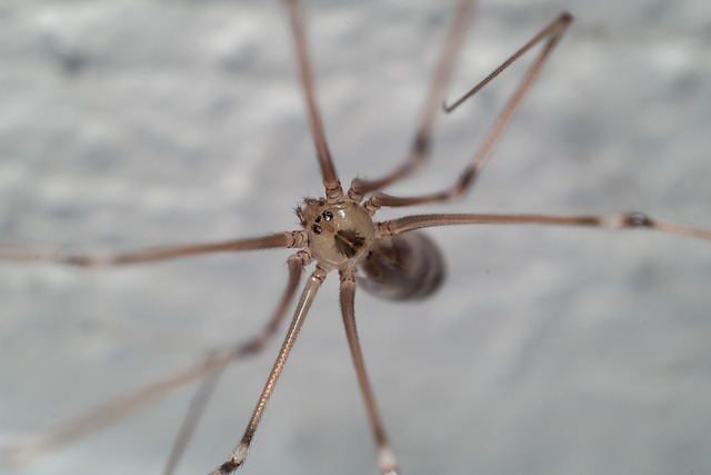 Free Spider Macro photo and picture