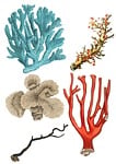 coral, collage, vintage