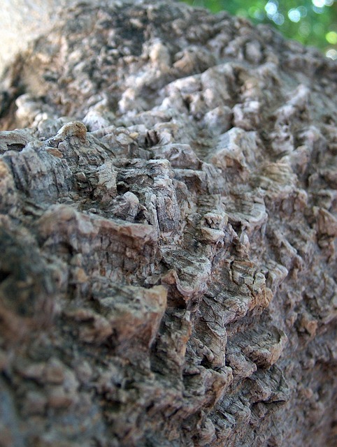 Textura, Fundo, Madeira, Latido