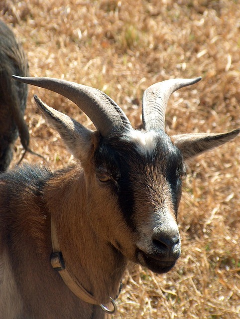 Cabra, Curral, Natureza, Chifres, Olhos