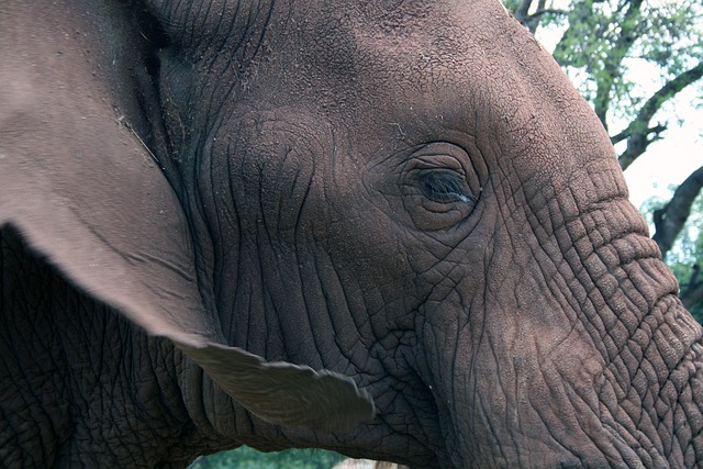Elefante Africano, Olho, Orelha, Animal