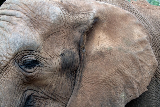 Elefante Africano, Olho, Orelha, Animal