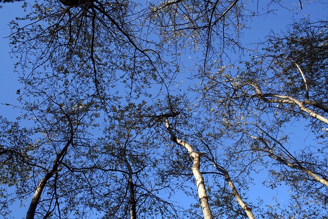 Arvores, Céu, Porta-Malas, Folhas