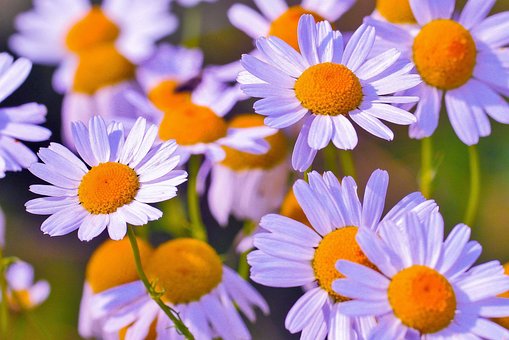 Floare, Flori Frumoase, Muşeţel