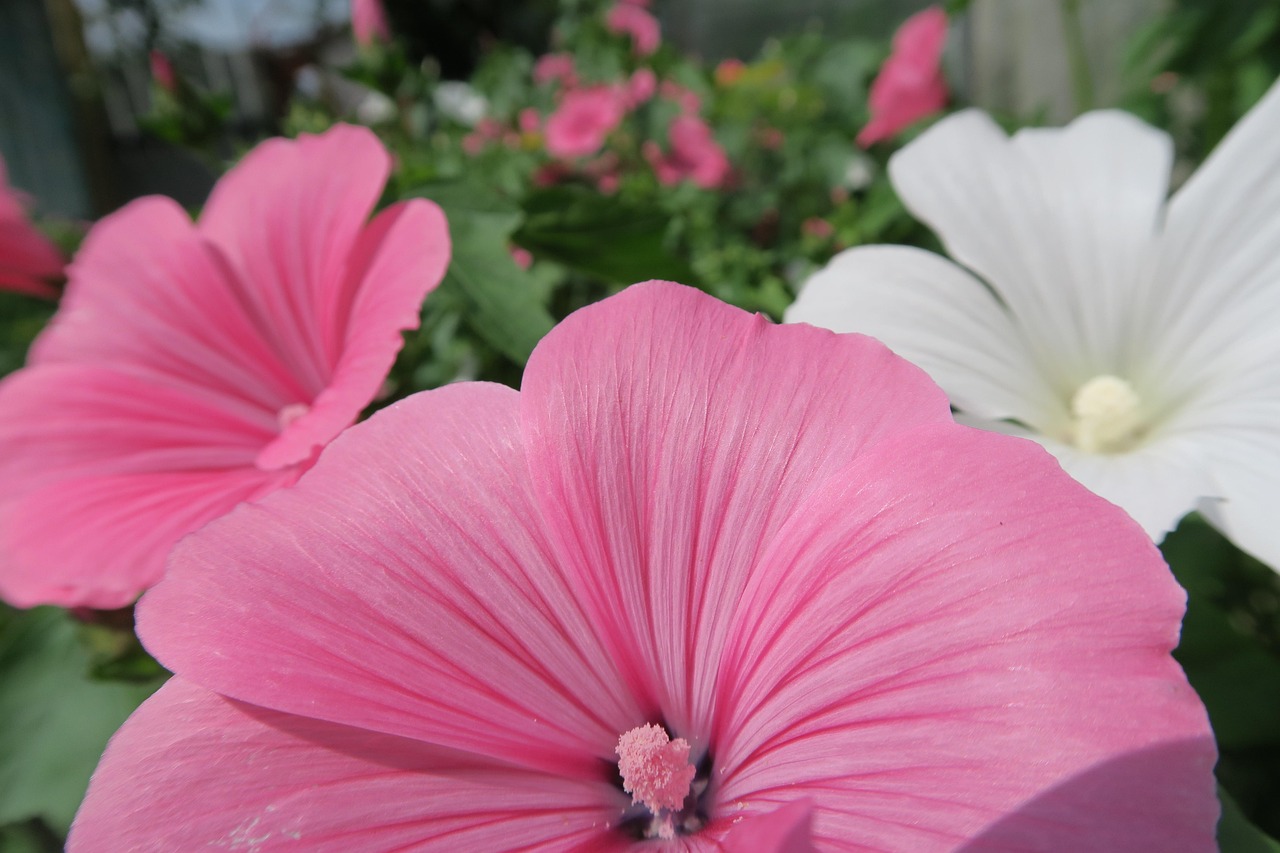 Blume Rosa Blumen