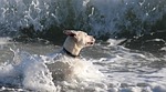 dog, water, sea