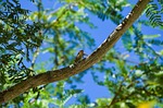 cicada, insect, dry