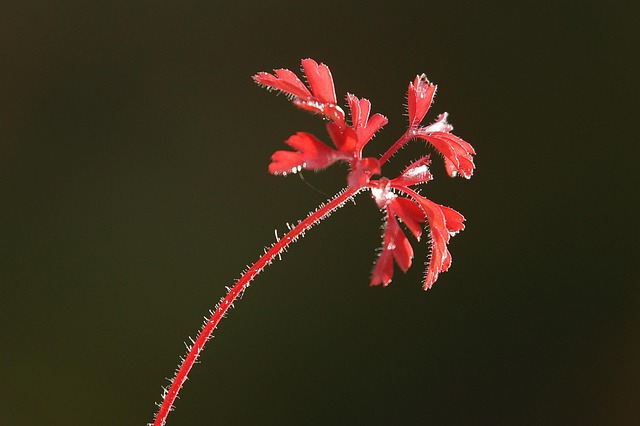 Free Leaf Rossa photo and picture