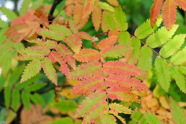 Free Rowan Tree Autumn Leaves photo and picture