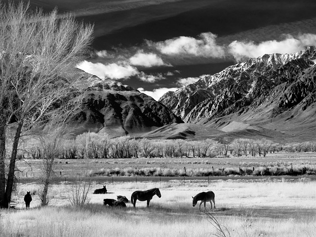 Free Horses Horse Pasture photo and picture