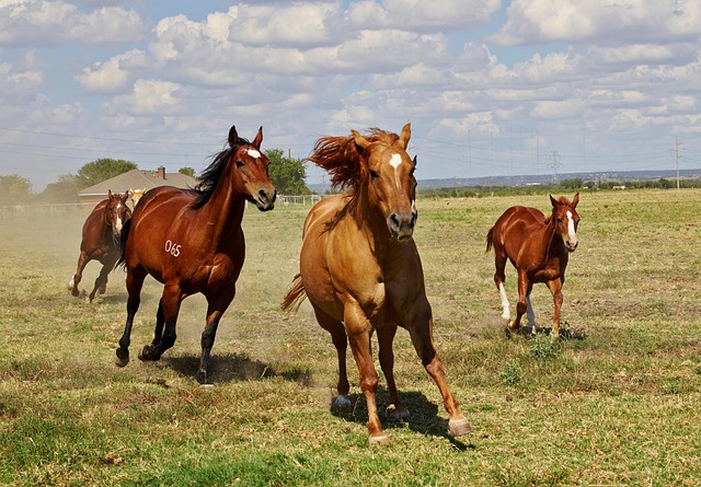 Free Horses Foal photo and picture