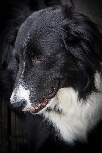 Free Border Collie Dog photo and picture