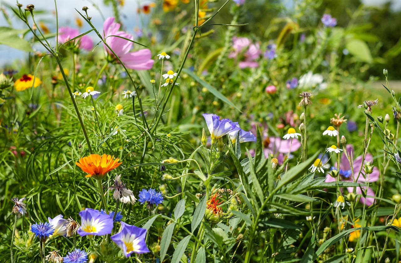 700-kostenlose-sommerwiese-und-blumenwiese-bilder-pixabay