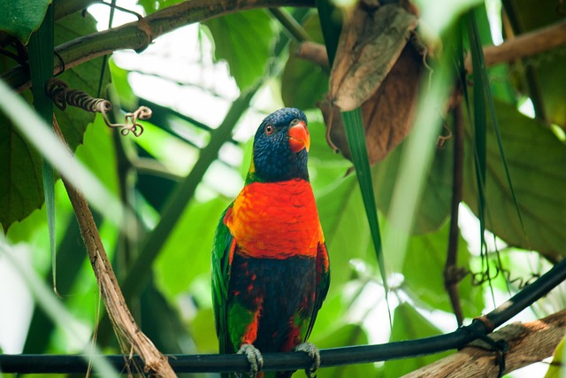 Vogel, Papegaaien, Dierentuin, Kleurrijk