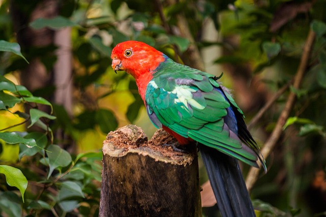 Vogel, Papegaaien, Dierentuin, Kleurrijk