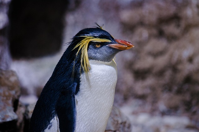 Pinguïn, Vogel, Rotspinguïn, Dier