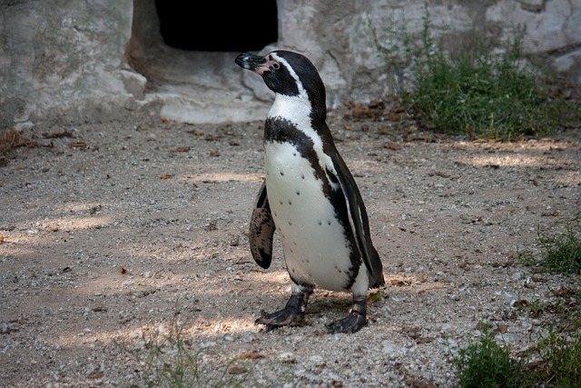 Pinguïn, Vogel, Dier, Vogels, Dierentuin
