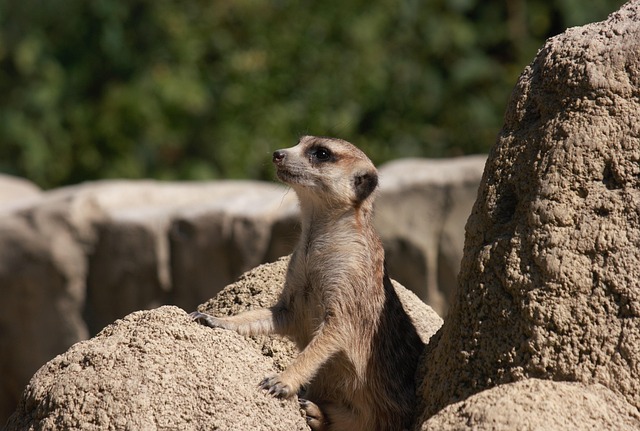 Stokstaartje, Dierentuin, Schattig
