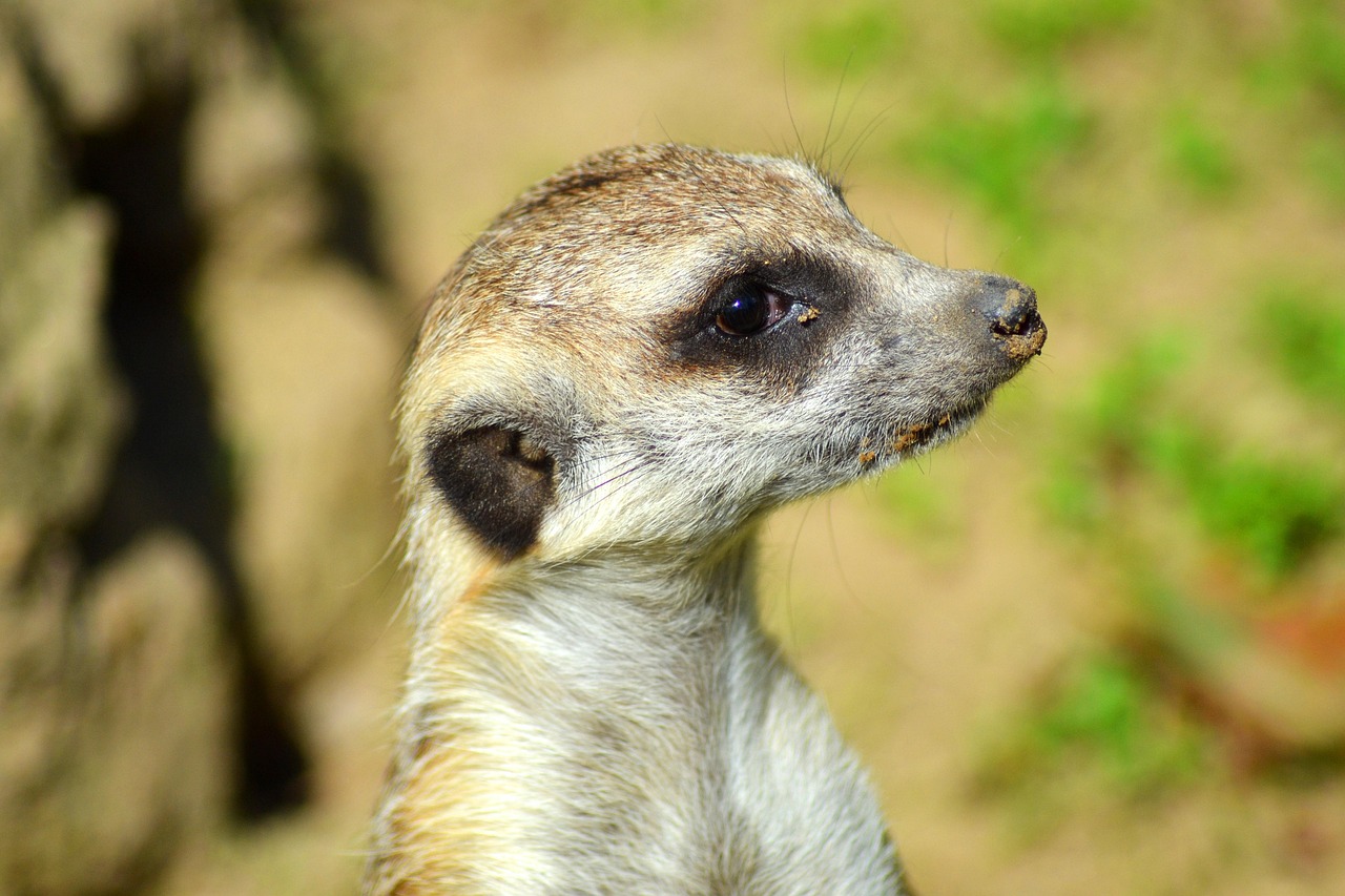 Meerkat Animal Curious - Free photo on Pixabay - Pixabay
