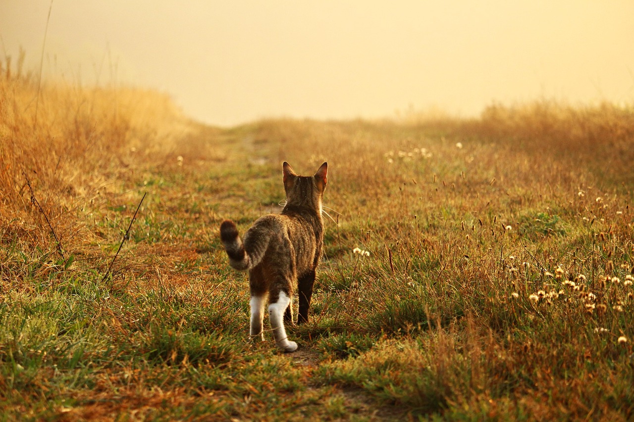 Cat - free online jigsaw puzzle photo