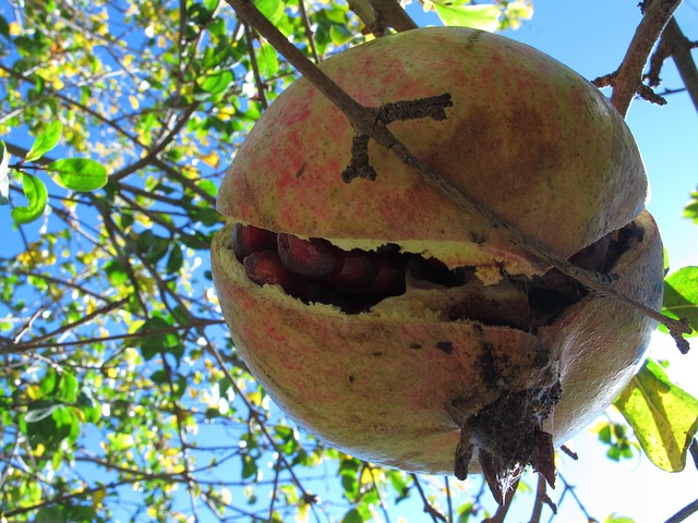 Free Granada Fruit photo and picture