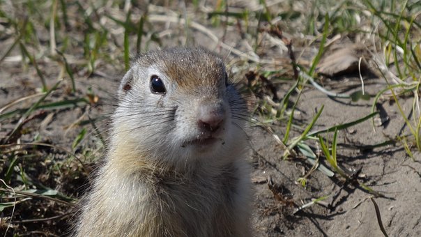 Free Gopher Animals photo and picture