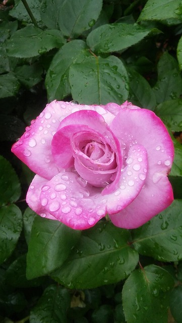 Rosa Rosa, Gotas De Água, Rosa, Flor