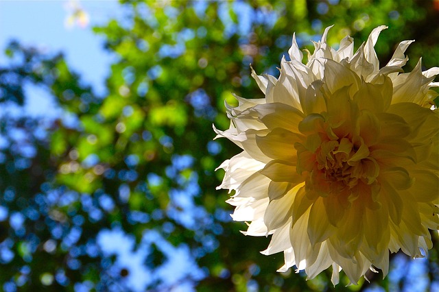 Free Dahlia Yellow Dahlia photo and picture
