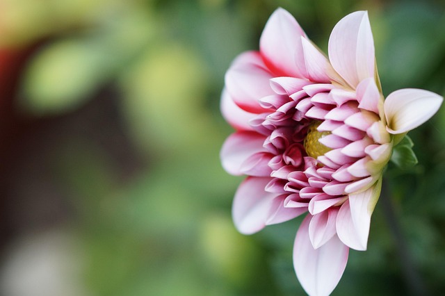 Natur, Gartenbau, Schöne Blumen, Blume