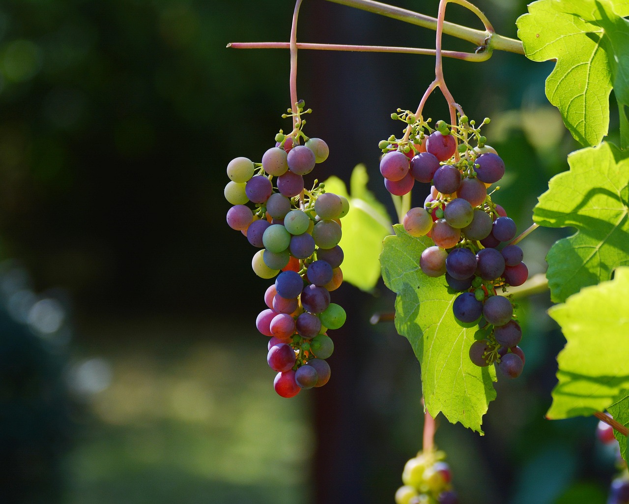 20 000 Free Farm Produce Agriculture Images Pixabay 20 000 Free Farm Produce Agriculture Images Pixabay