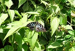 butterfly, blue tiger, tirumala limniace